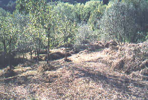 Our little piece of Italy!