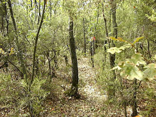 The trail may be marked by pink tape. It's not very long.