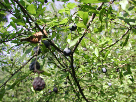 A few olives on the Rancho